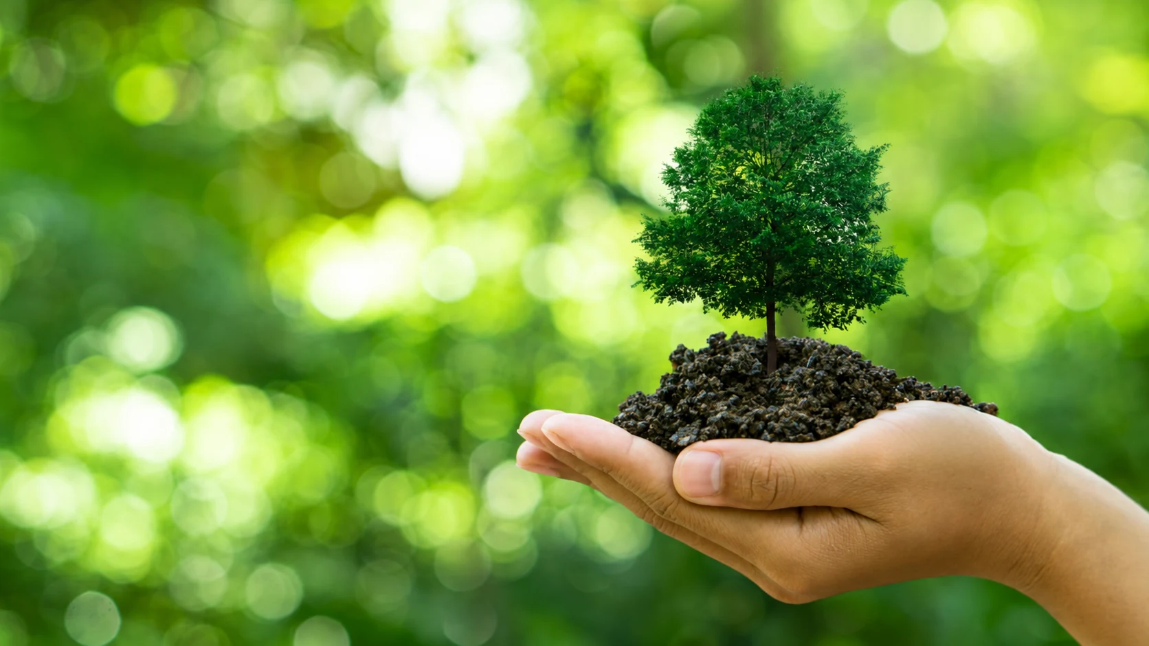 Cupped hands holding soil and a young green tree against a sunlit green background